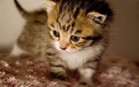 Cute Kitten Desktop Wallpaper (60+ images)