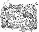 Drawing Underwater Coral Reef Sketch Coloring Page sketch template