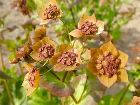 Bupleurum longifolium Seed