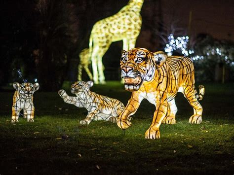 Kick start the festive season with Joburg Zoo's festival of lights ...