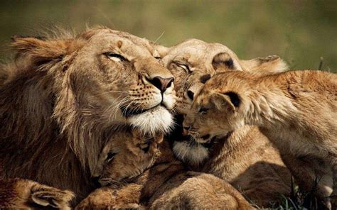 Lion Family Wallpapers - Wallpaper Cave