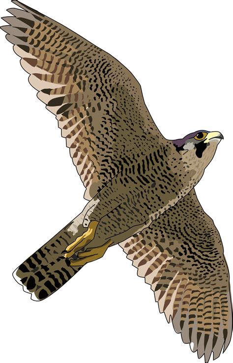 Falcon PNG โปร่งใส - PNG All
