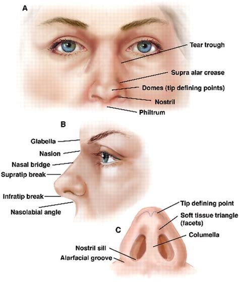 Nose Parts And Functions Diagram Nose Parts Kids Human Diagr