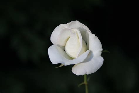 Knockout White Rose | Jim, the Photographer | Flickr