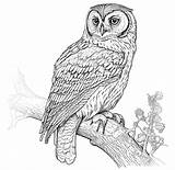 Coloring Pages Of Birds sketch template