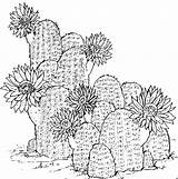 Beautiful Cactus Coloring Pages PDF  Coloringfoldercom sketch template