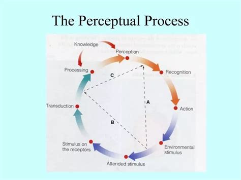 PPT - The Perceptual Process PowerPoint Presentation, free download - ID:592854