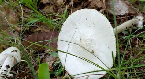 3 Common Lawn Mushrooms That Are Poisonous (and 6 That Are Not) - Gardening Channel