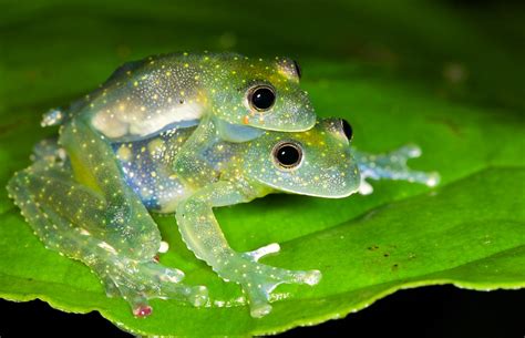 Mating blue glass frogs (Cochranella mache) | Thanks to Lese… | Flickr