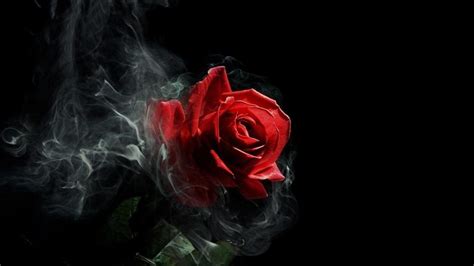 Bloody Roses Wallpapers - Top Free Bloody Roses Backgrounds ...