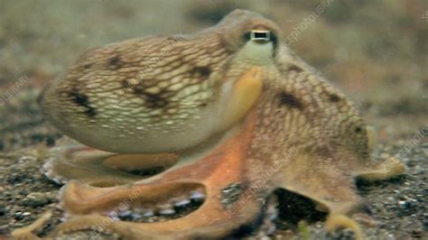 Veined octopus - Stock Video Clip - K001/7447 - Science Photo Library