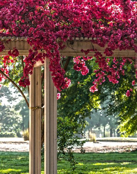 bougainvillea picture, by Remsphoto for: vines photography contest ... | FOR PLANTING ...