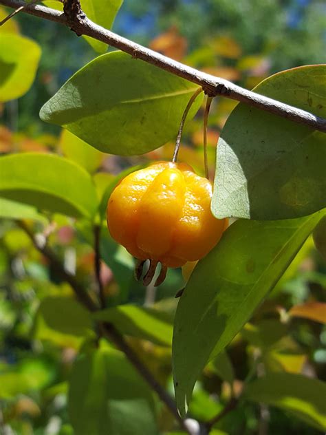 Pitangatuba Fruit Tree (eugenia neonitida) – Urban Tropicals