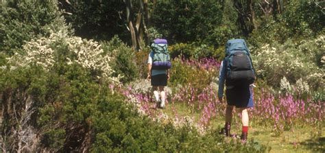 Hiking among the wildflowers in Baw Baw National Park - Victorian ...