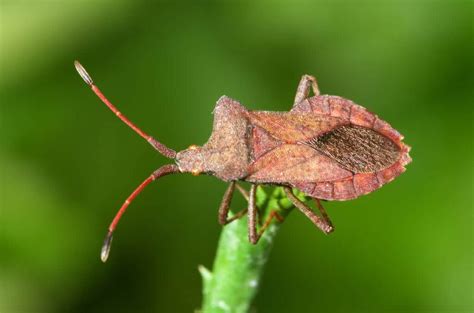 How to Identify, Treat, and Eliminate 5 Pumpkin Pests - Minneopa Orchards