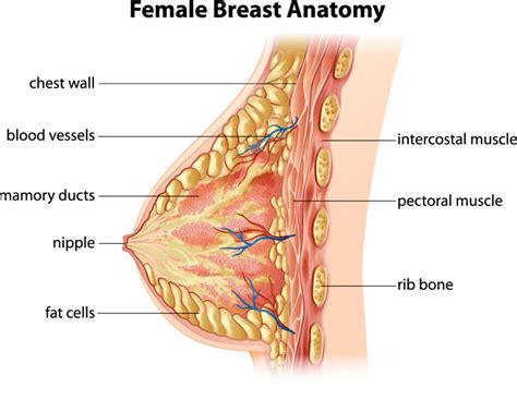 Understanding Fibrocystic Breast Changes - Restoration Healthcare