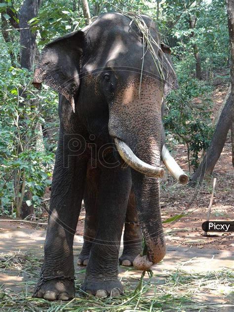 Image of Elephant close up-IU052882-Picxy