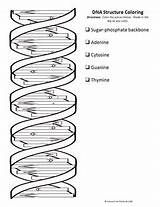 Dna Double Helix Coloring Worksheet Sketch Page sketch template