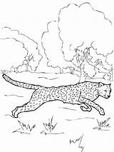 Get Cheetah Coloring Pages Printable Background  Color Collection sketch template