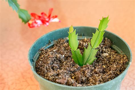 The Best Method for Propagating Christmas Cactus From Cuttings | Hunker ...