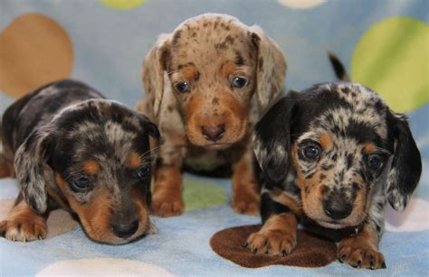 Dachshund – Friendly and Curious | Dachshund puppy miniature, Dapple dachshund puppy, Dapple ...