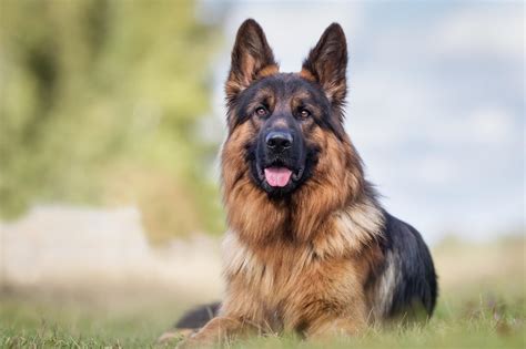 60 Cool German Shepherd Names