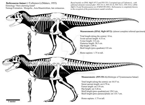 Tarbosaurus bataar adults skeletal diagrams by Franoys on DeviantArt