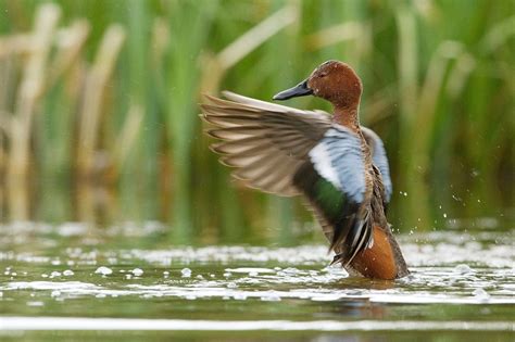 Cinnamon teal — Ducks Unlimited Canada