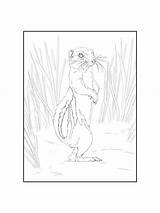 Gopher coloring Pages sketch template