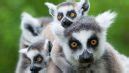 10 Things You Didn't Know About The Lemurs of Madagascar | AFKTravel