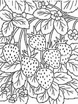 Printable Strawberry Coloring Page sketch template