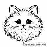 Cat Face Coloring Pages  Free & Printable sketch template