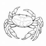 Premium AI Image  Black And White coloring Picture Of A dungeness crab sketch template