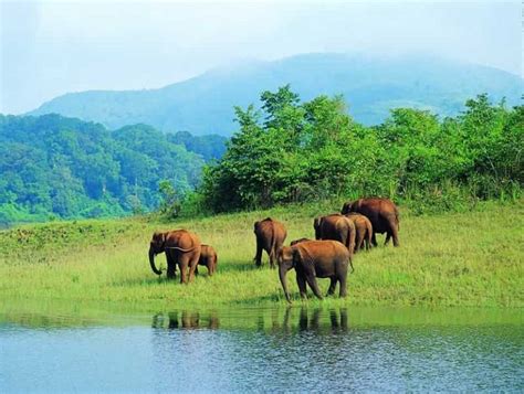 Mudumalai National Park & Wildlife Sanctuary, Tamil Nadu