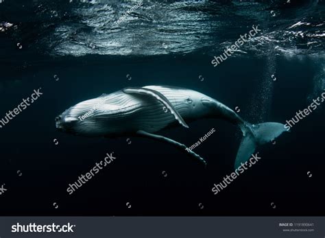 Humpback Whale Calf Stock Photo 1191890641 | Shutterstock