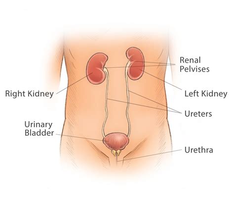 Upper Tract Urothelial Carcinoma - Bladder Cancer Canada