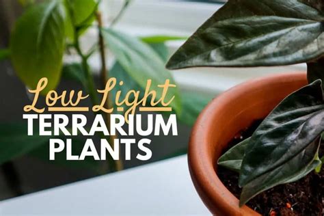 10 Low Light Terrarium Plants (That’ll Thrive in the Shade!)