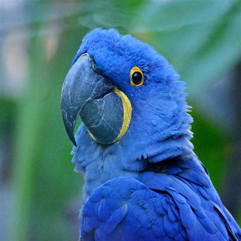 Hyacinth Macaw (facts and care) - Pets-Society