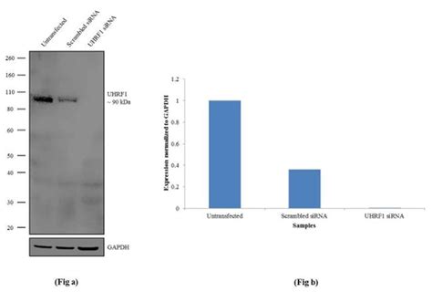 UHRF1 Antibody (711865)