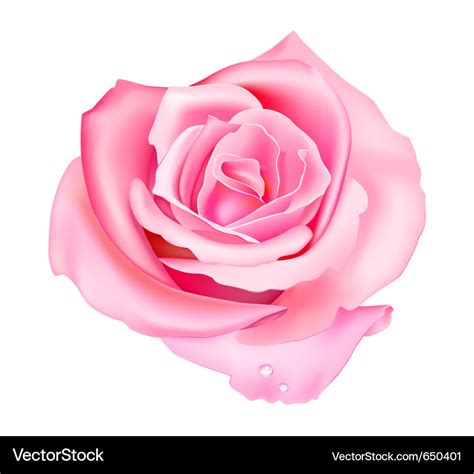 Pink rose Royalty Free Vector Image - VectorStock