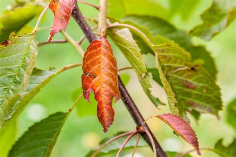 Cherry Tree Diseases » Top Tips on Identification & Control