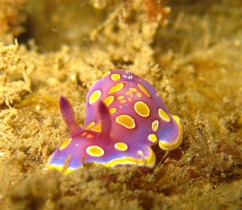 Wonderful nudibranchs, sea hares, and sea slugs | Sea slug, Beautiful ...