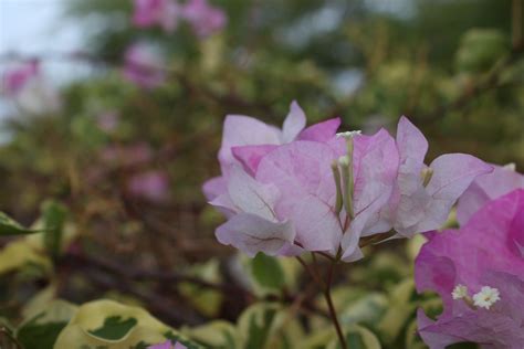 Light pink variegated bougainvillea flowers | troy mckaskle | Flickr