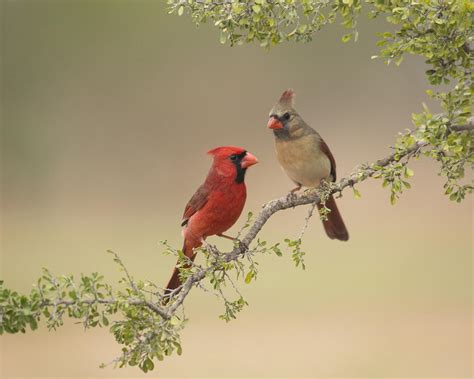 Austin, Texas | Audubon Texas