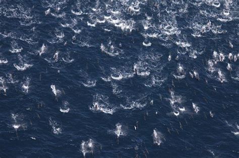 Dolphin migration off the coast of Anacapa Island | Island, Mangrove ...