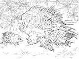 African Crested Porcupine coloring Page  Free Printable Coloring Pages sketch template