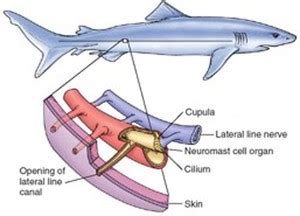 Shark lateral line