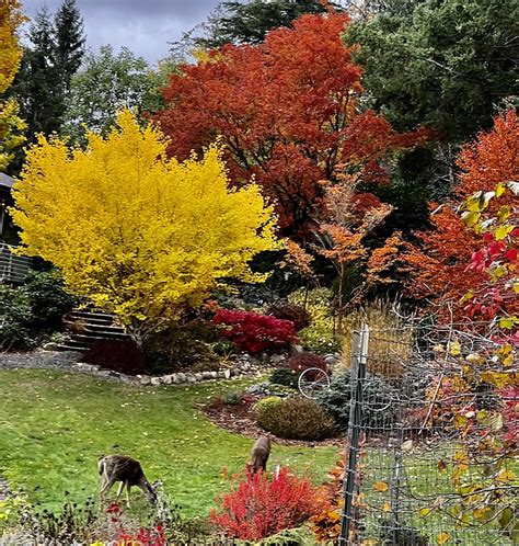 Why Whatcom County's fall colors seemed so vibrant this year