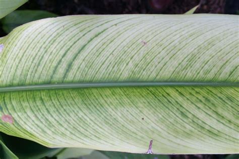 Plant leaves turning yellow or white? Chlorosis hints to deficiency, solve it!