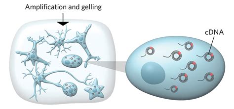 Infographic: Visualizing Gene Expression | The Scientist Magazine®